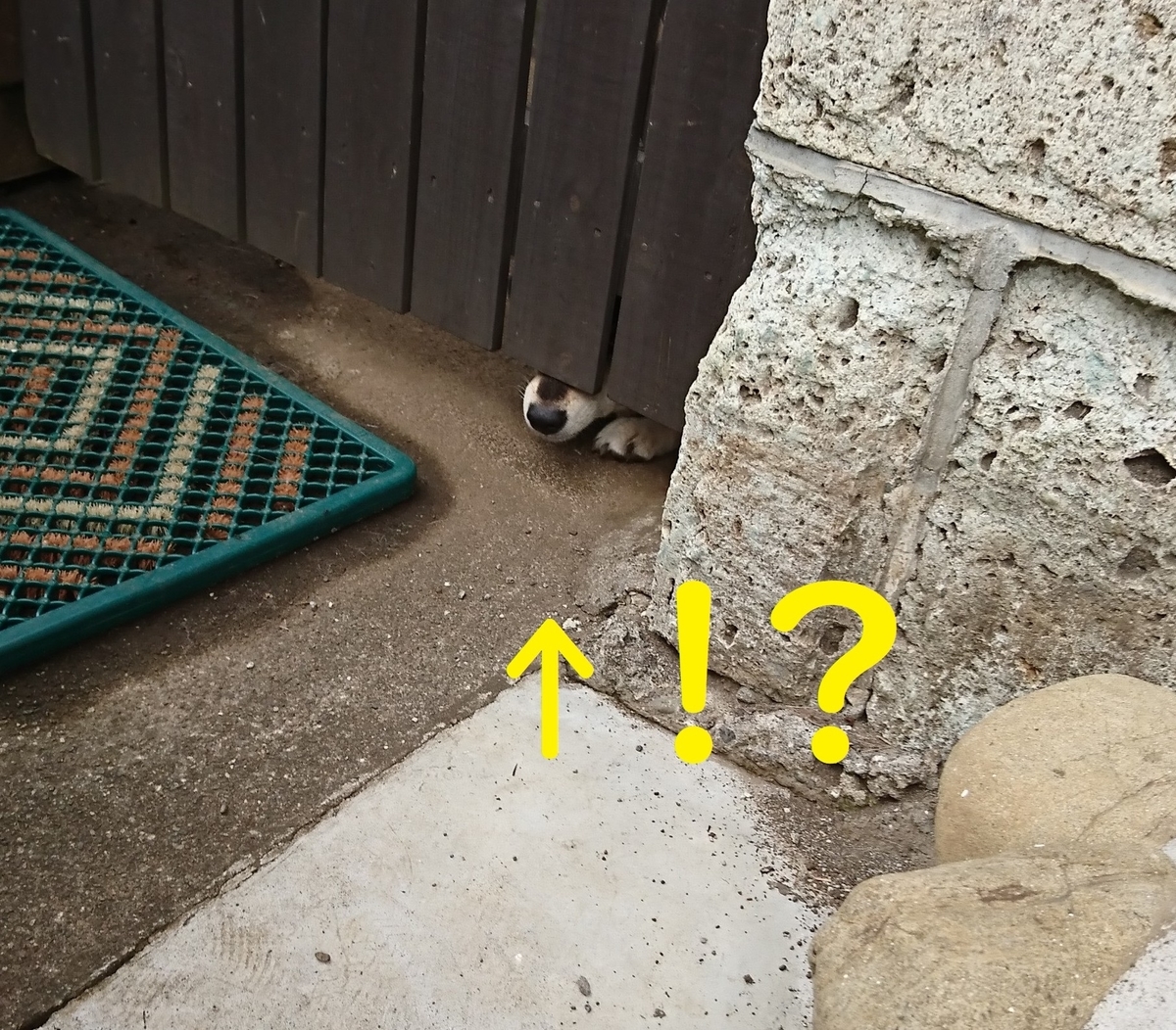 f:id:hanatara:20190713144324j:plain