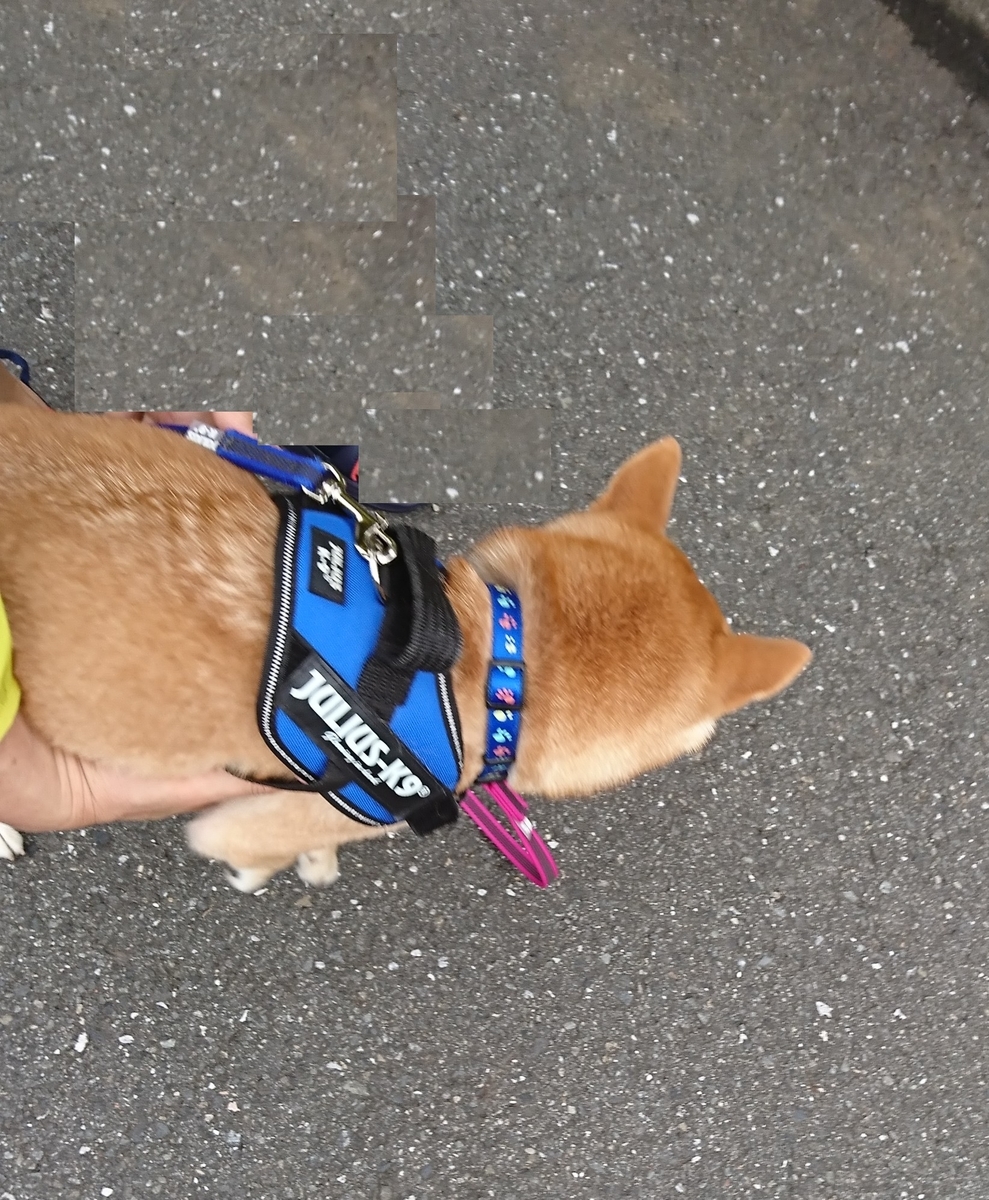 f:id:hanatara:20190713144500j:plain