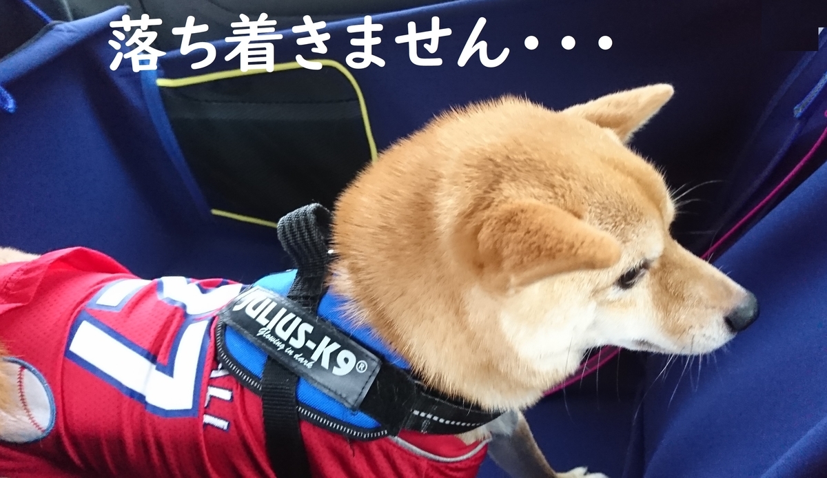 f:id:hanatara:20190713151053j:plain