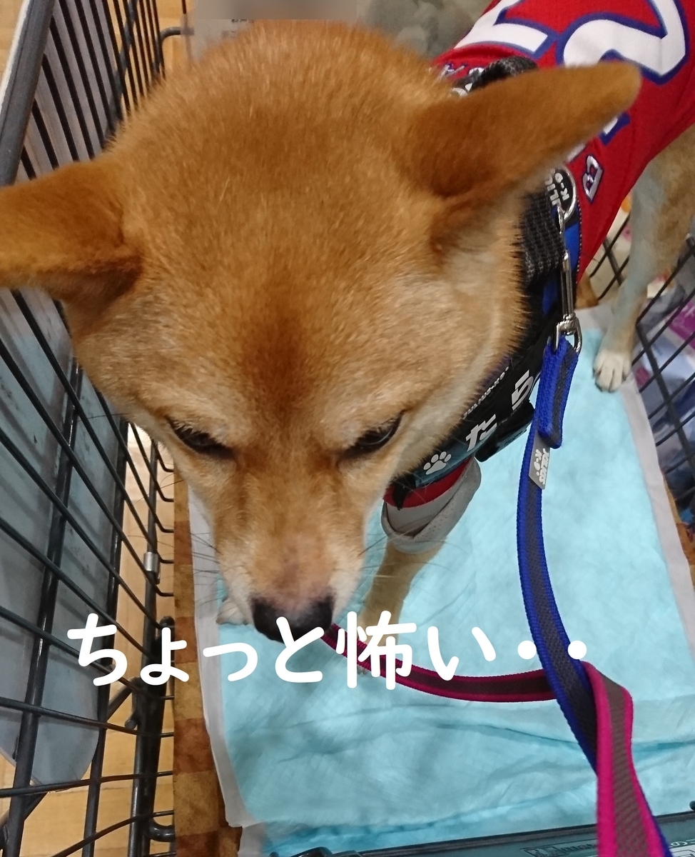 f:id:hanatara:20190713151759j:plain