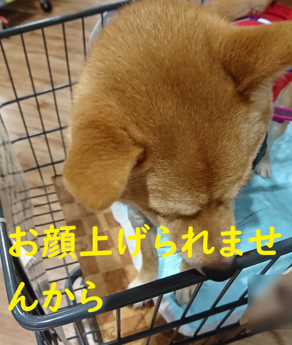 f:id:hanatara:20190713151929j:plain
