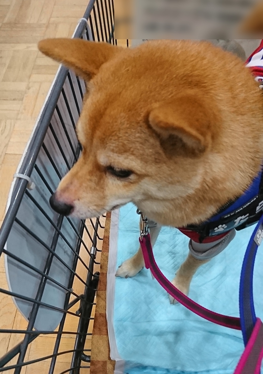 f:id:hanatara:20190713152037j:plain