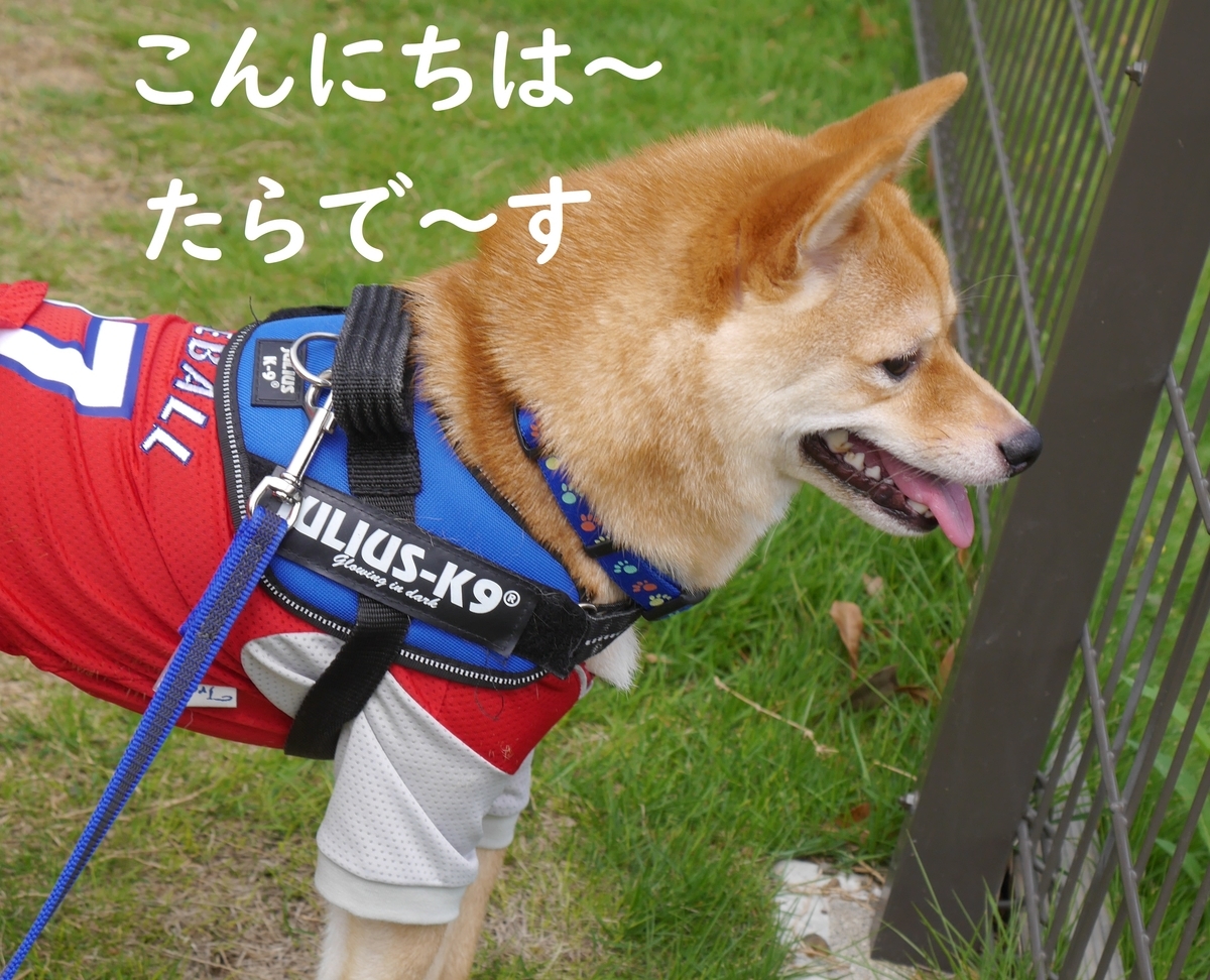 f:id:hanatara:20190713165027j:plain