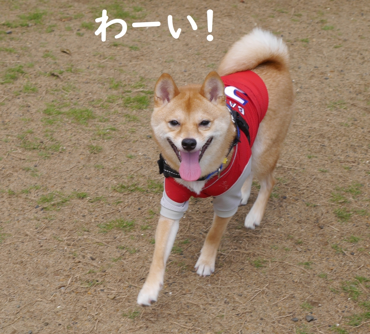 f:id:hanatara:20190713165208j:plain