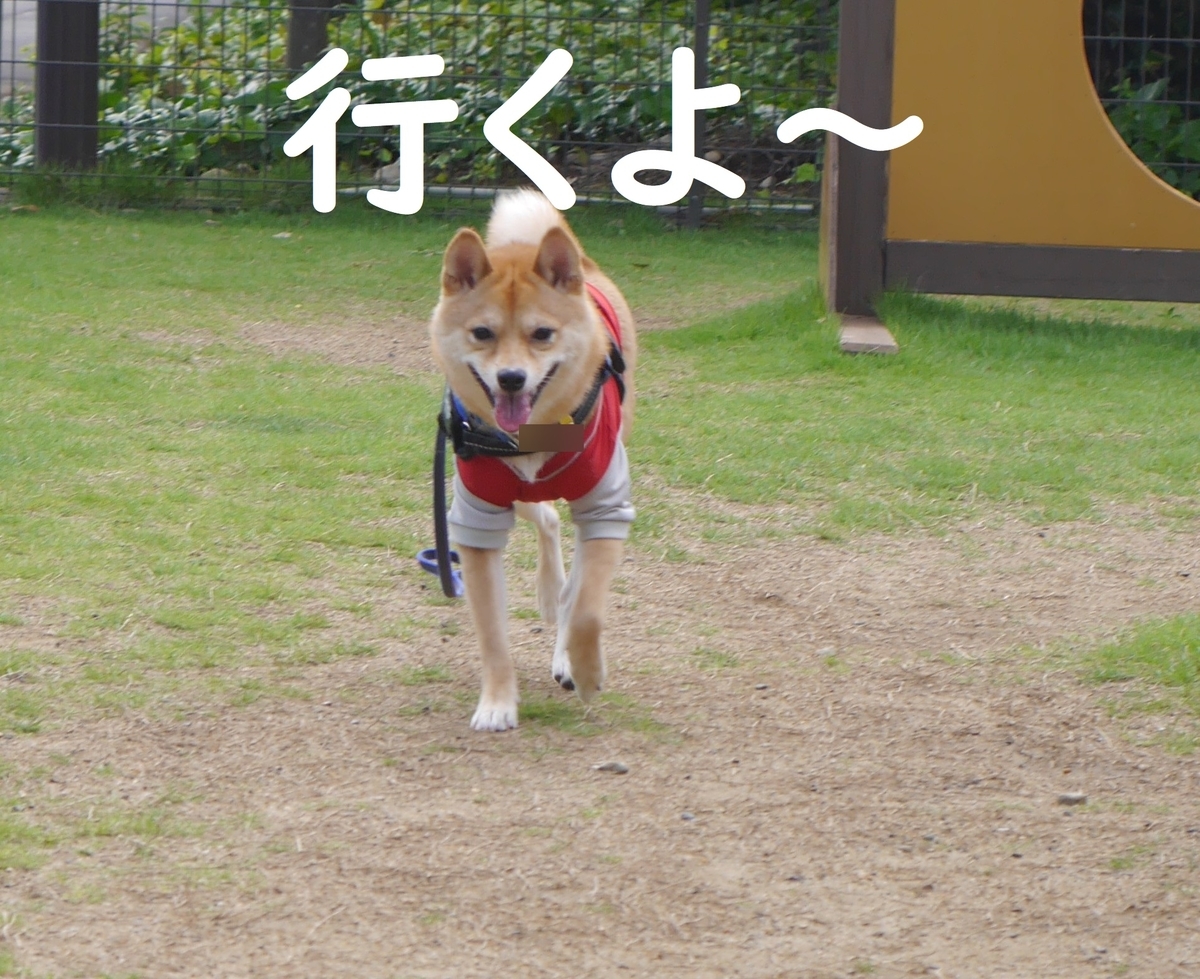 f:id:hanatara:20190713165336j:plain
