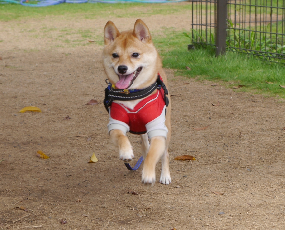 f:id:hanatara:20190713165419j:plain
