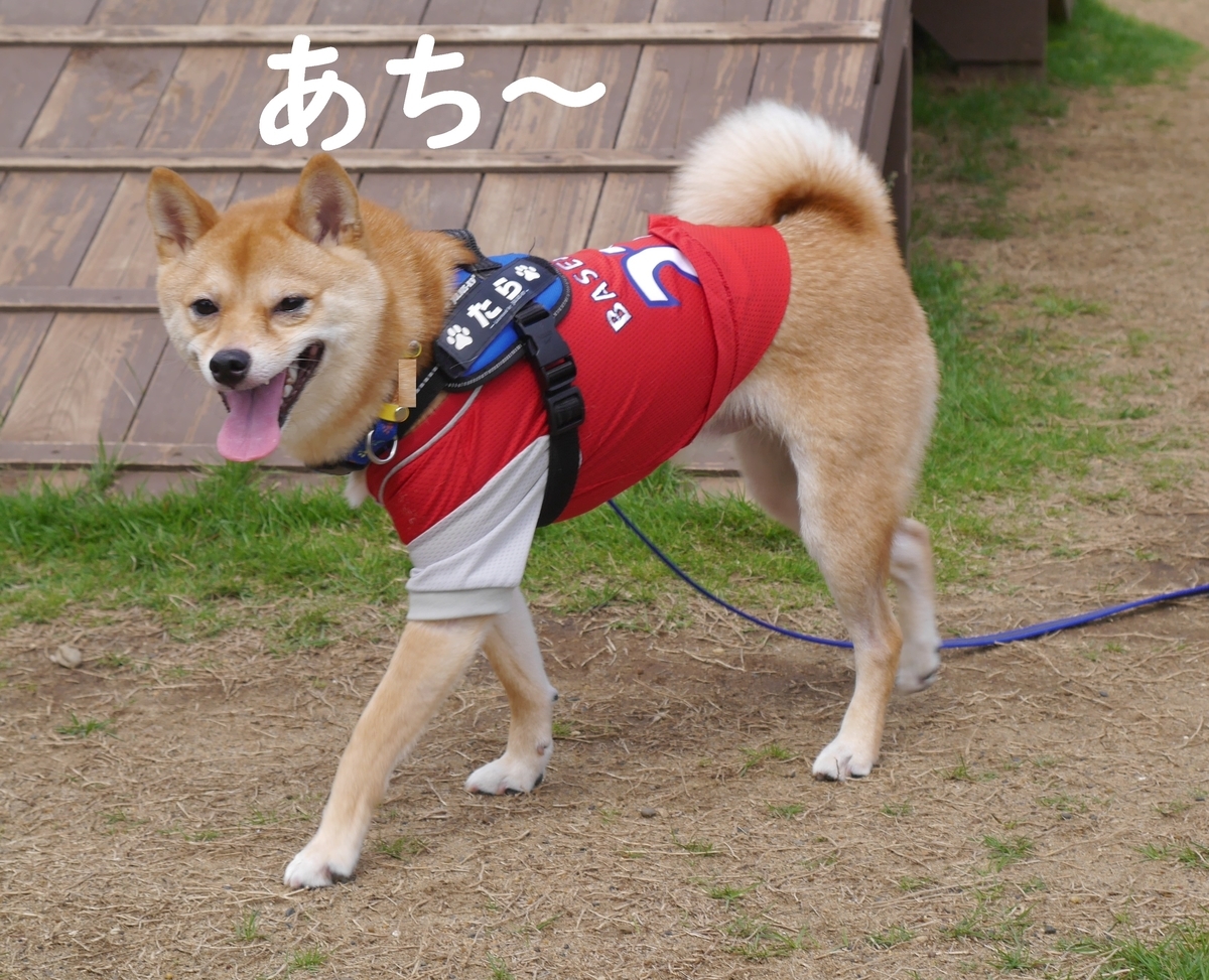 f:id:hanatara:20190713165631j:plain