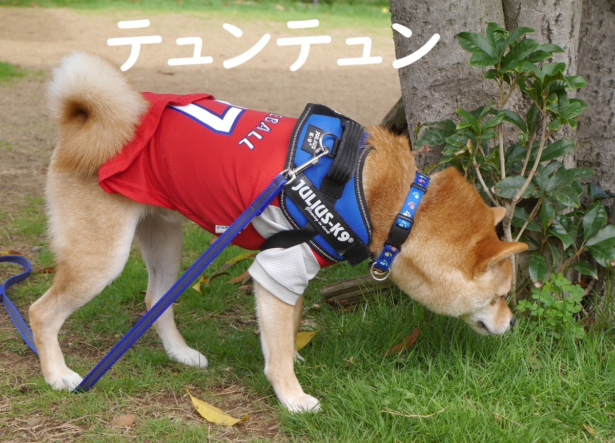 f:id:hanatara:20190713165746j:plain