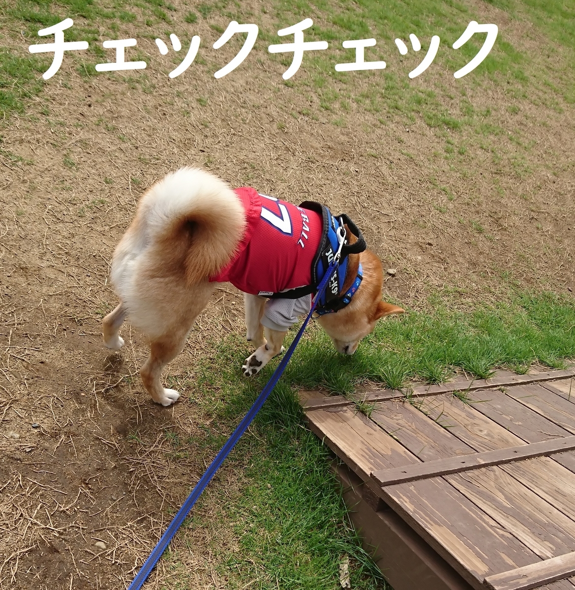 f:id:hanatara:20190713171740j:plain