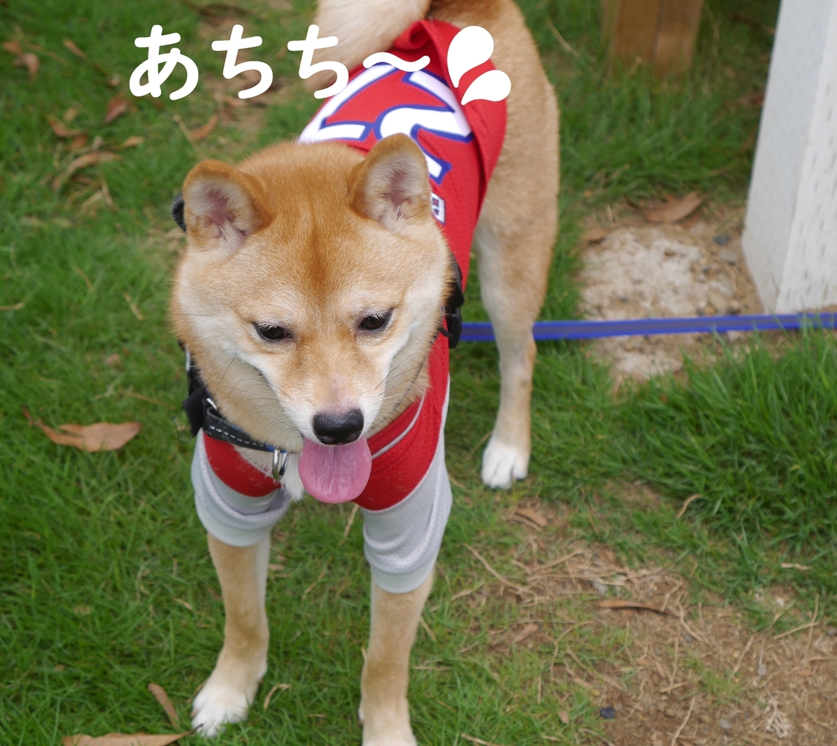 f:id:hanatara:20190713172012j:plain