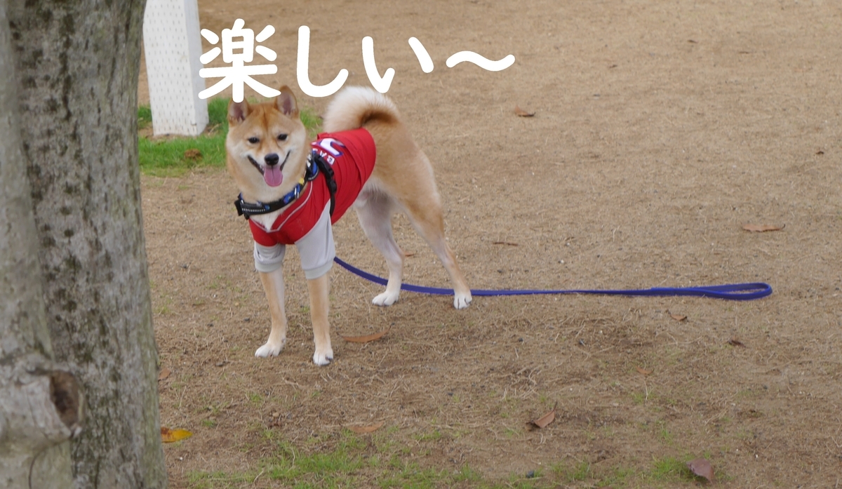 f:id:hanatara:20190713172143j:plain