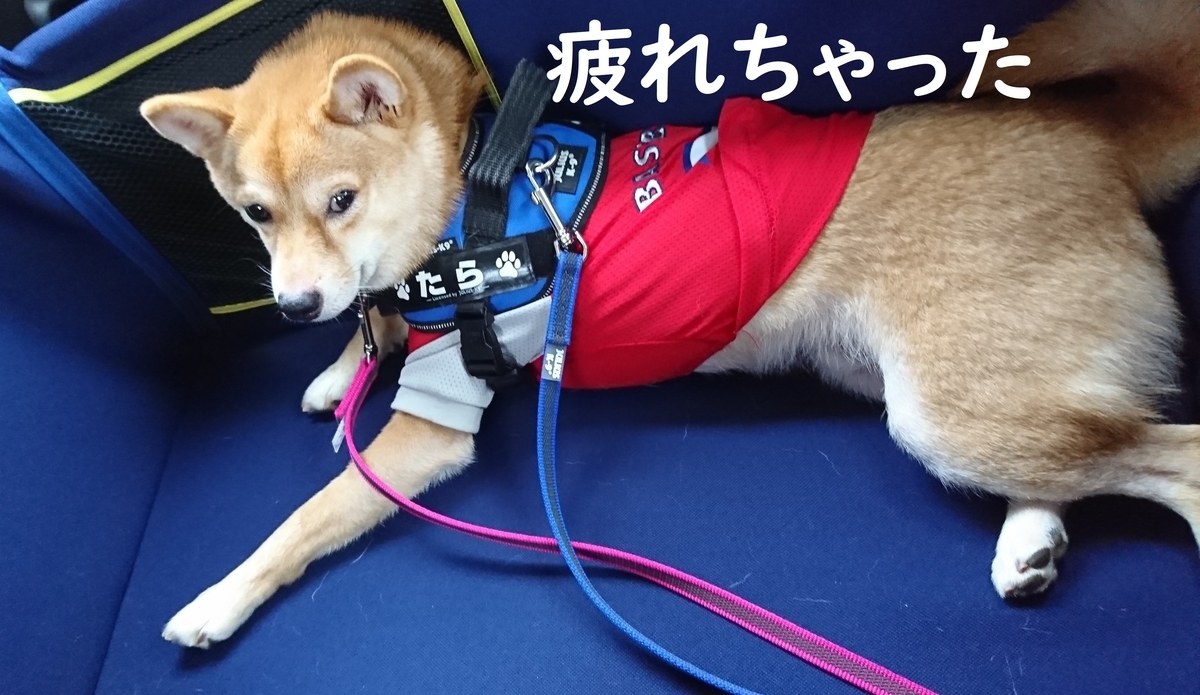 f:id:hanatara:20190713172428j:plain