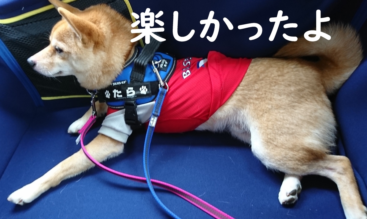 f:id:hanatara:20190713172525j:plain