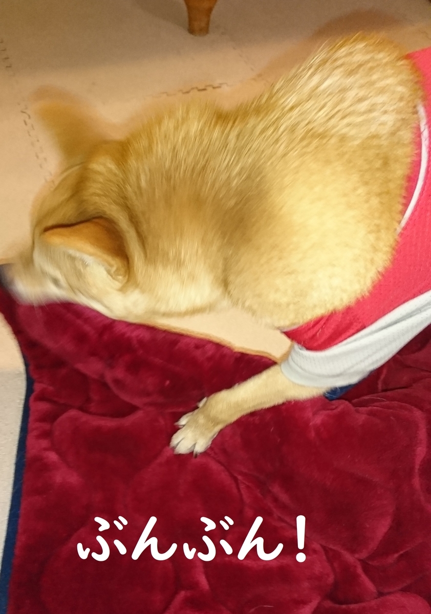 f:id:hanatara:20190721090422j:plain f:id:hanatara:20190721090422j:plain