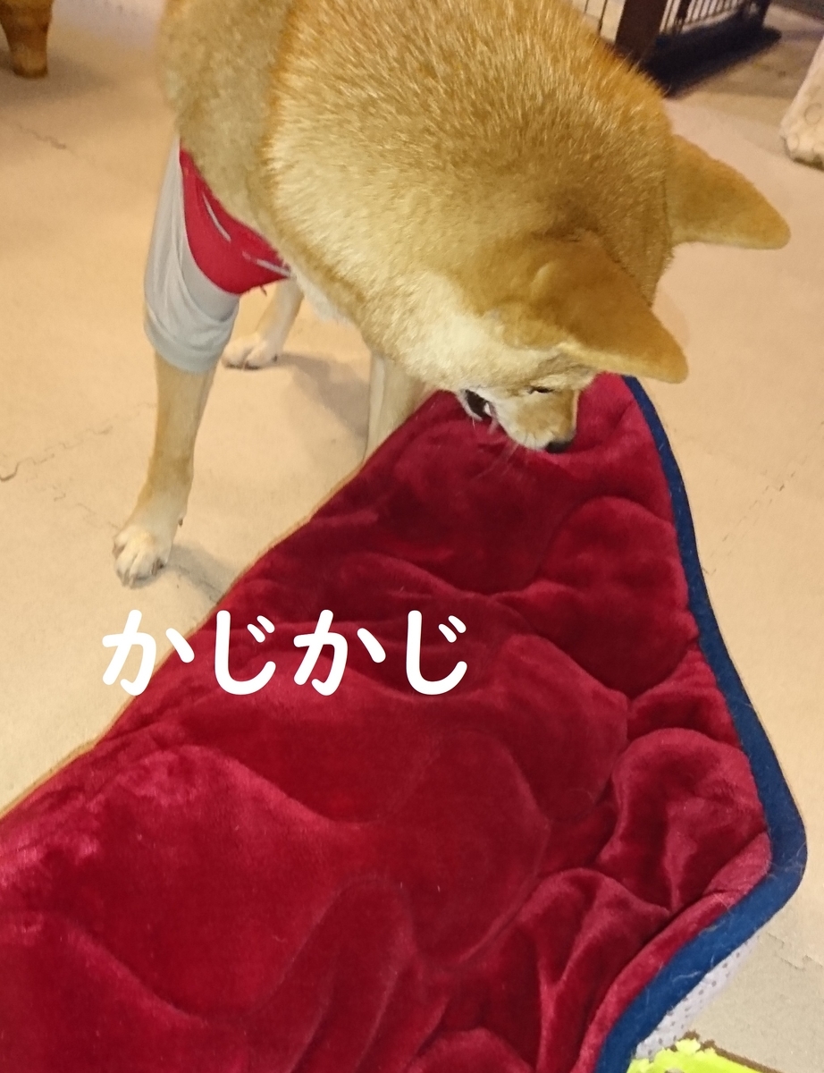 f:id:hanatara:20190721090632j:plain f:id:hanatara:20190721090632j:plain