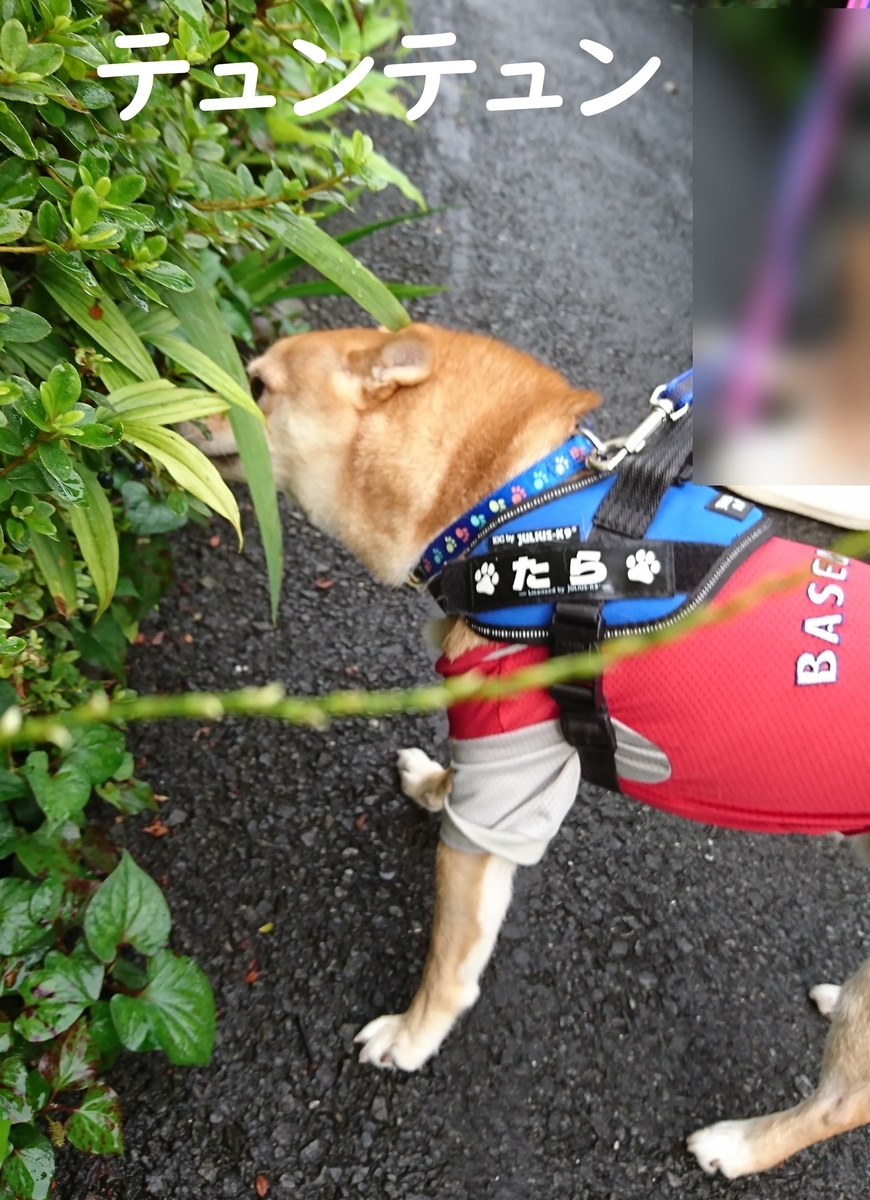 f:id:hanatara:20190721090734j:plain f:id:hanatara:20190721090734j:plain