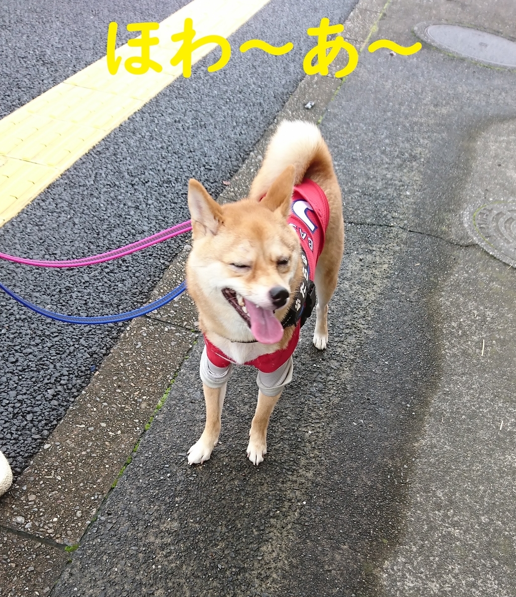 f:id:hanatara:20190721090829j:plain f:id:hanatara:20190721090829j:plain
