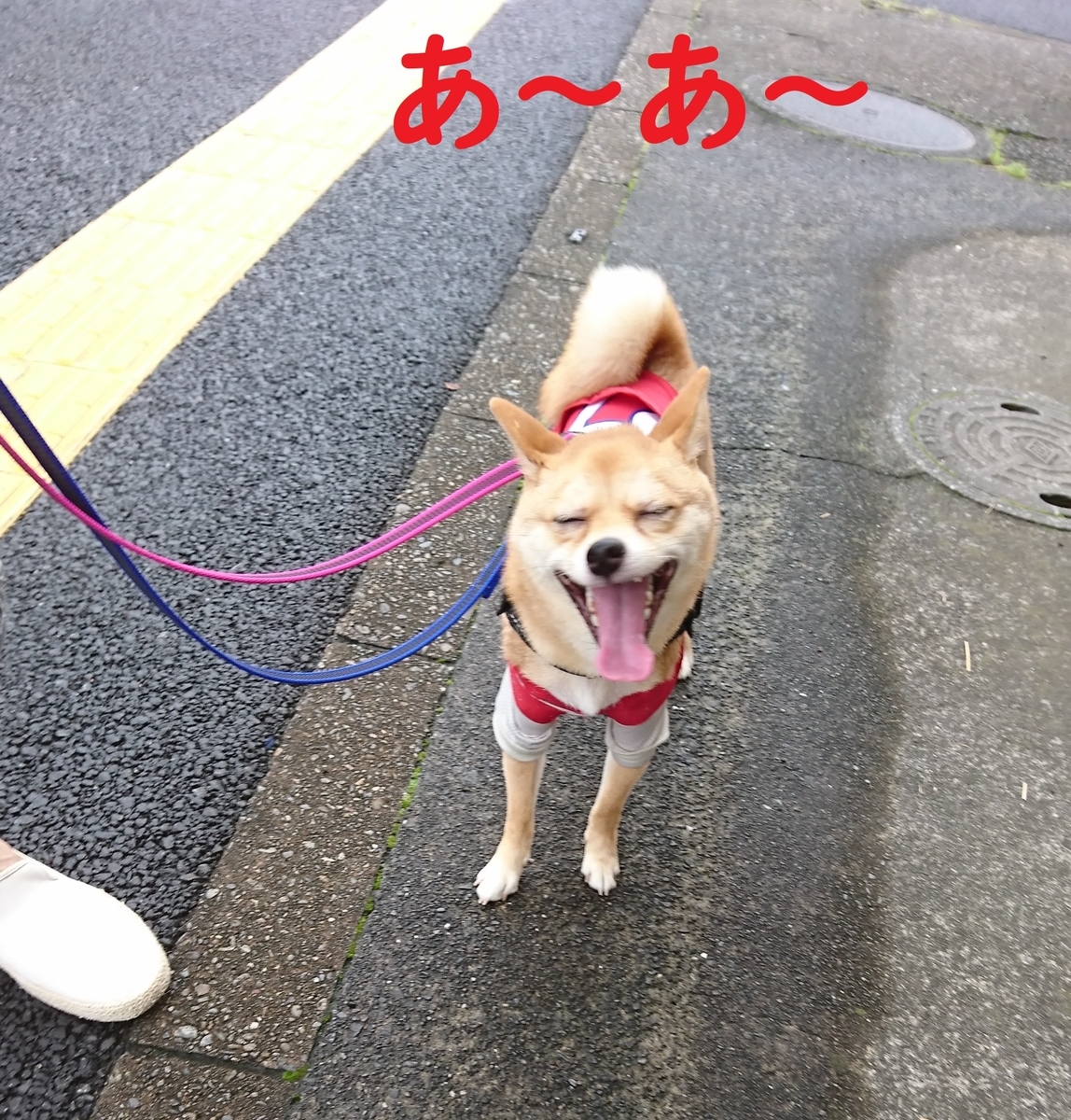 f:id:hanatara:20190721090928j:plain f:id:hanatara:20190721090928j:plain