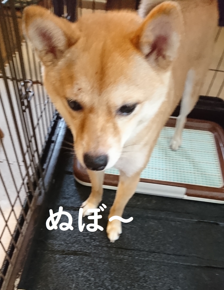 f:id:hanatara:20190721125606j:plain