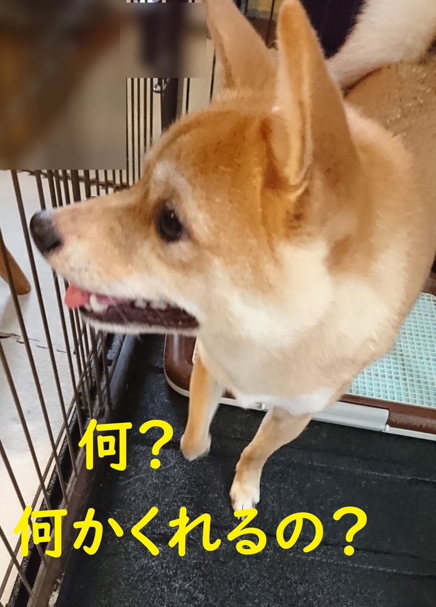 f:id:hanatara:20190721125827j:plain