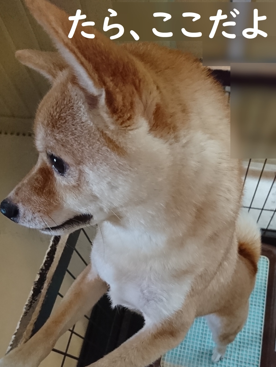 f:id:hanatara:20190721130050j:plain