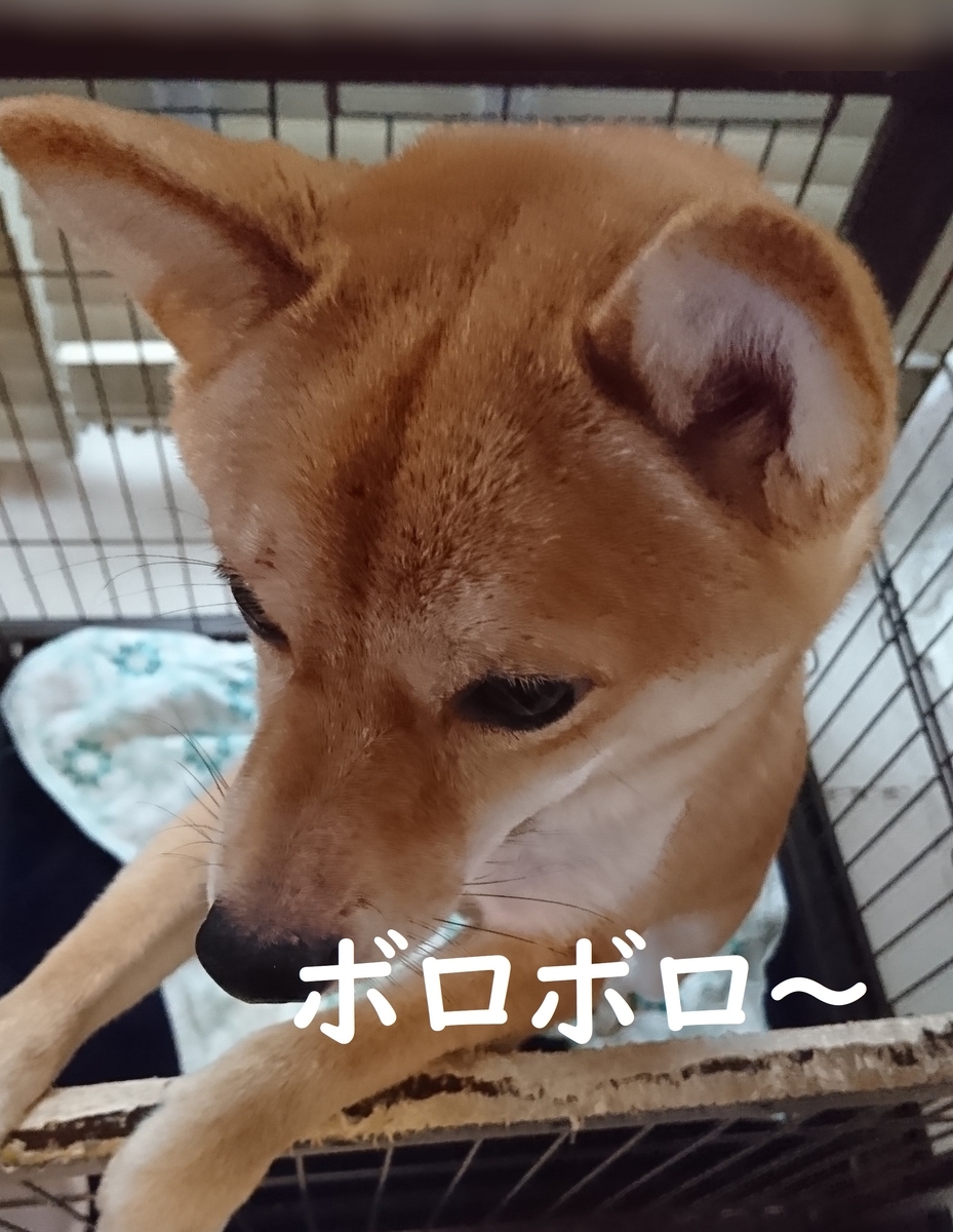 f:id:hanatara:20190721130235j:plain