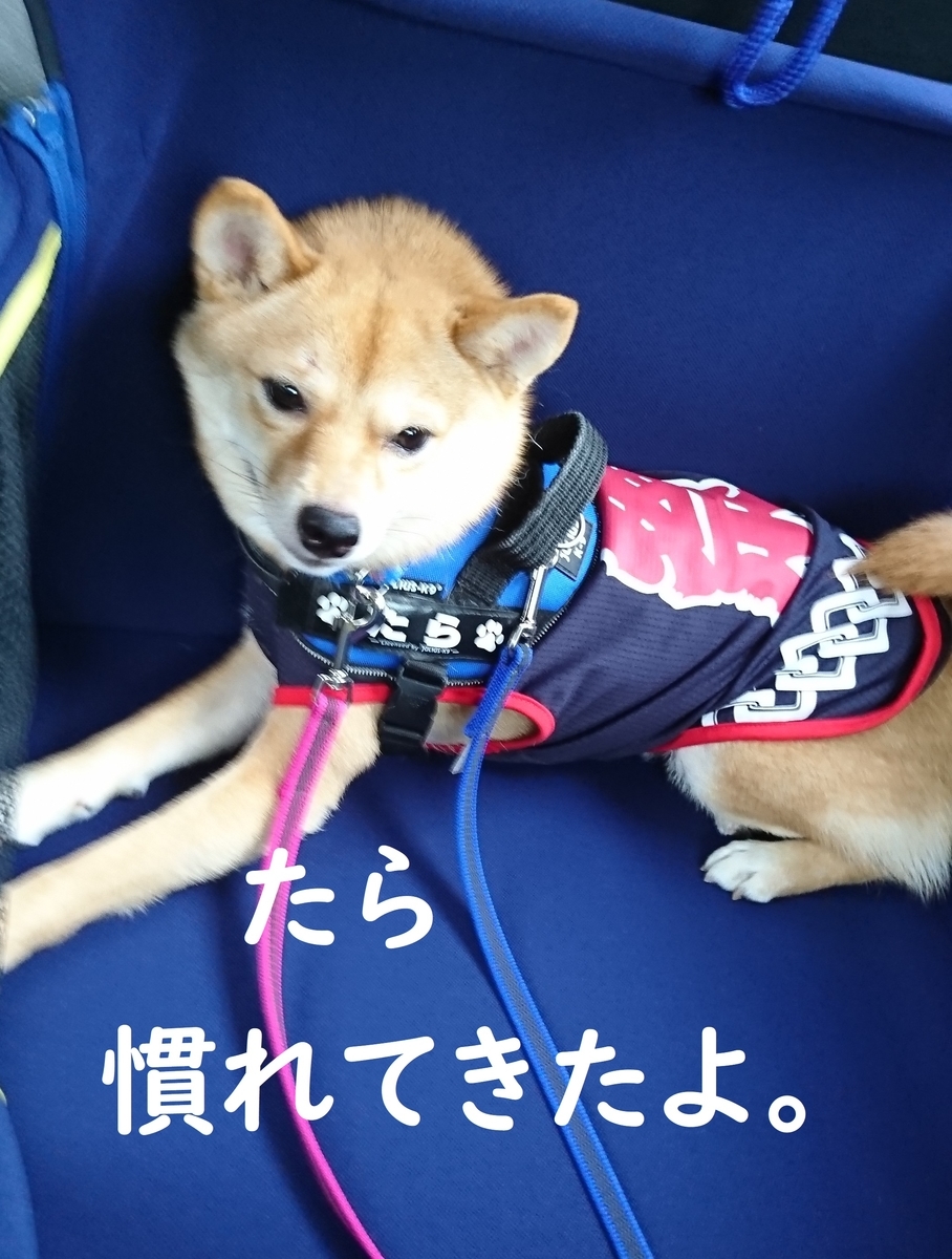 f:id:hanatara:20190721132212j:plain