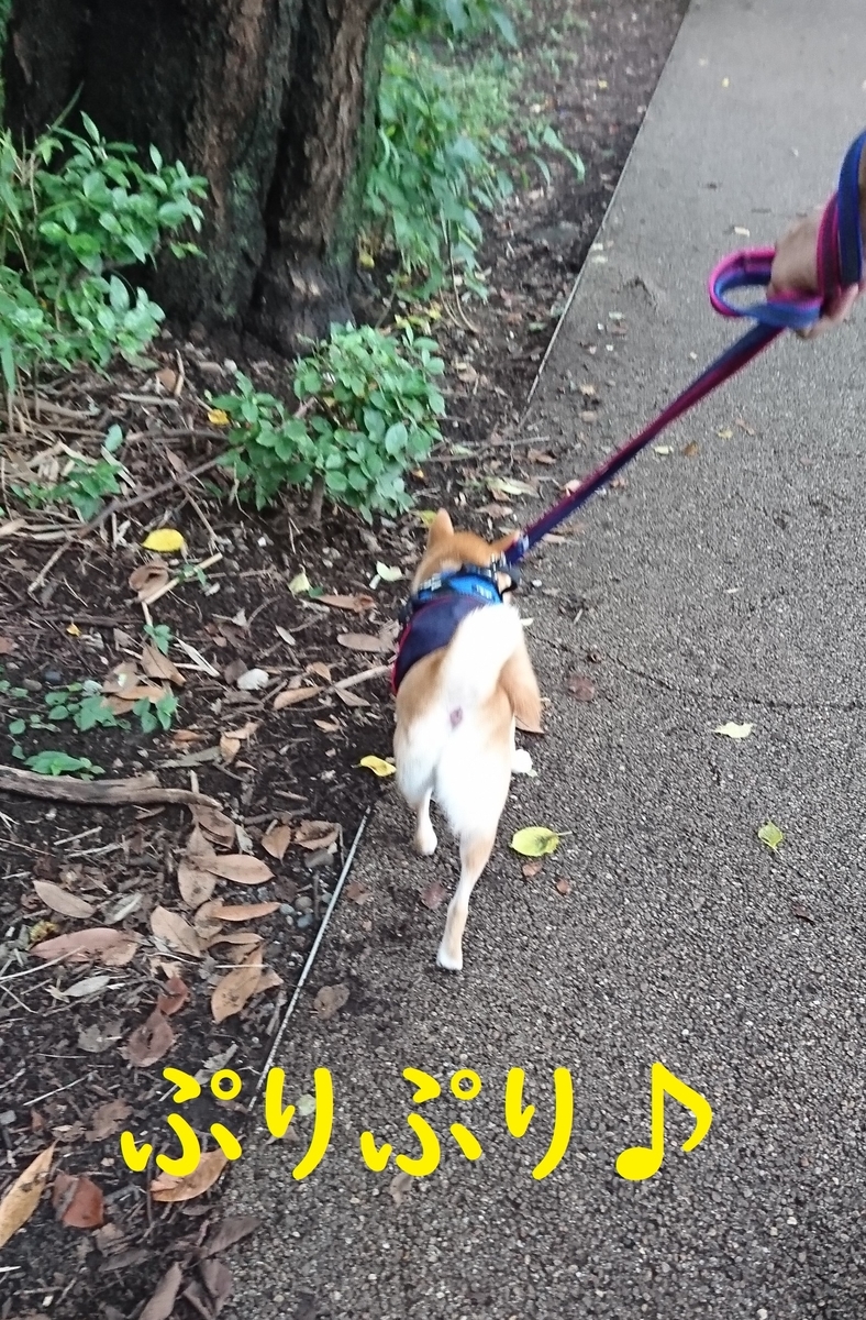 f:id:hanatara:20190721140340j:plain