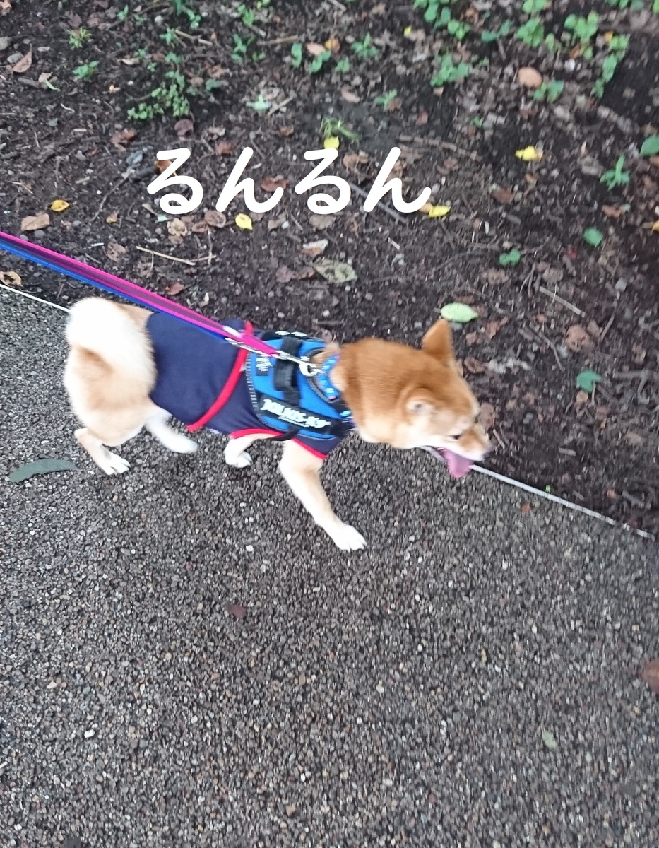 f:id:hanatara:20190721140448j:plain