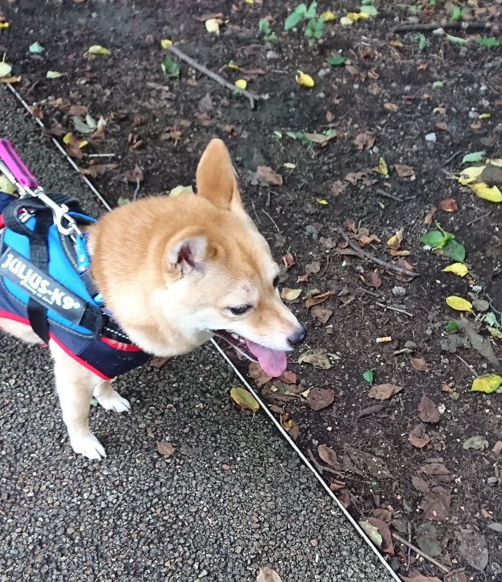 f:id:hanatara:20190721140704j:plain