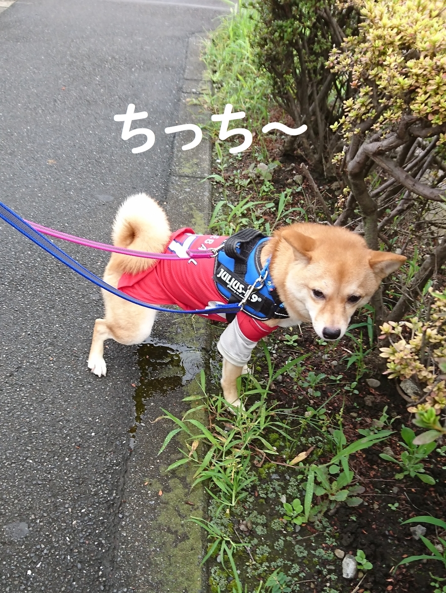 f:id:hanatara:20190721141106j:plain
