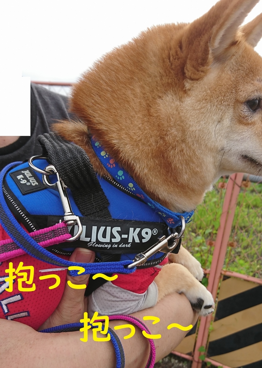 f:id:hanatara:20190721141441j:plain