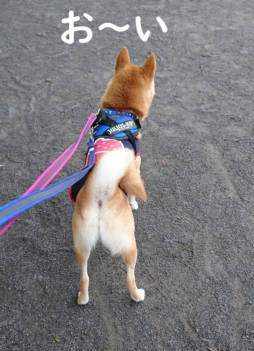 f:id:hanatara:20190803083915j:plain