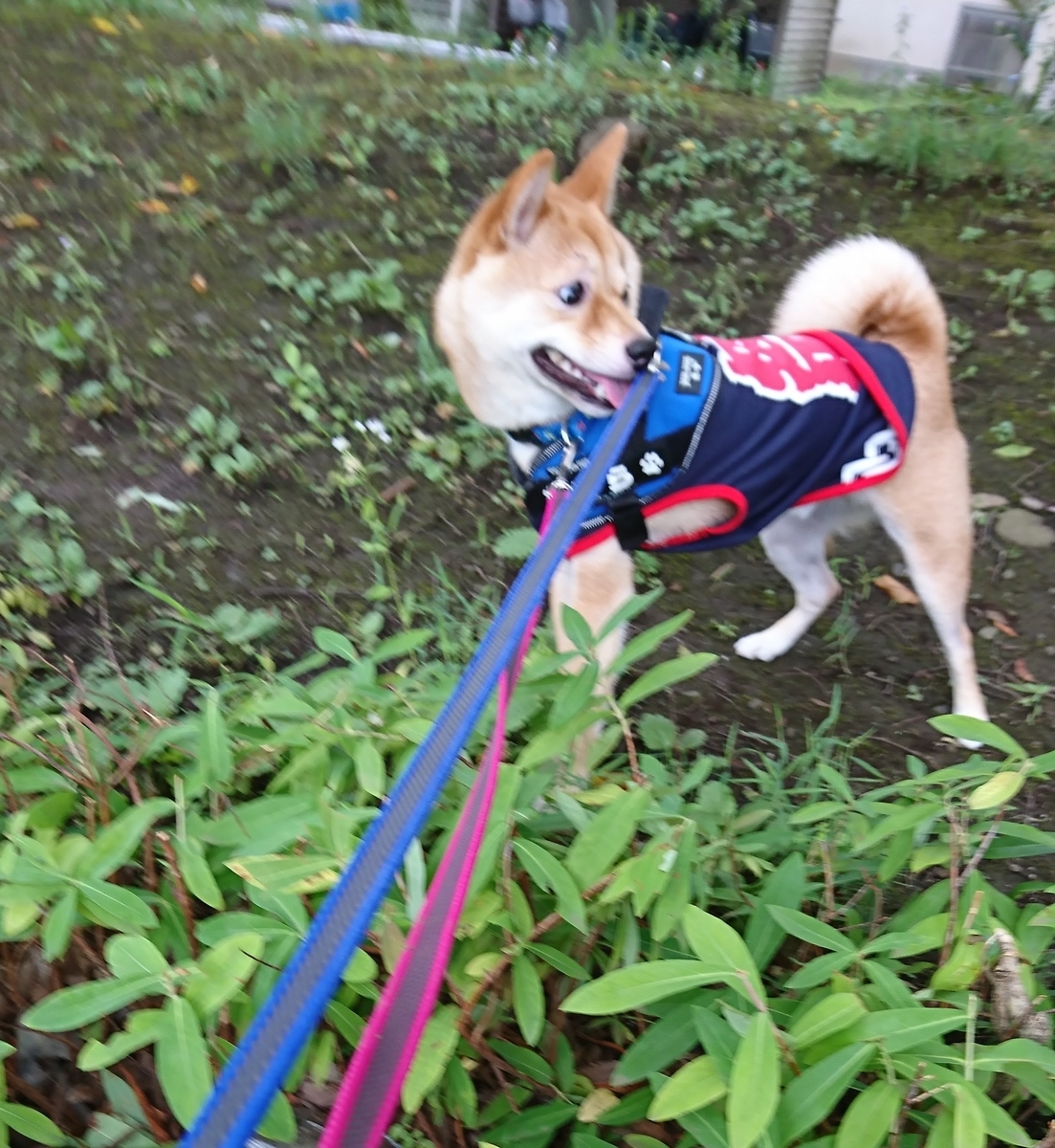 f:id:hanatara:20190803083942j:plain