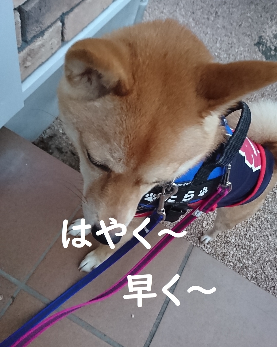 f:id:hanatara:20190803155703j:plain
