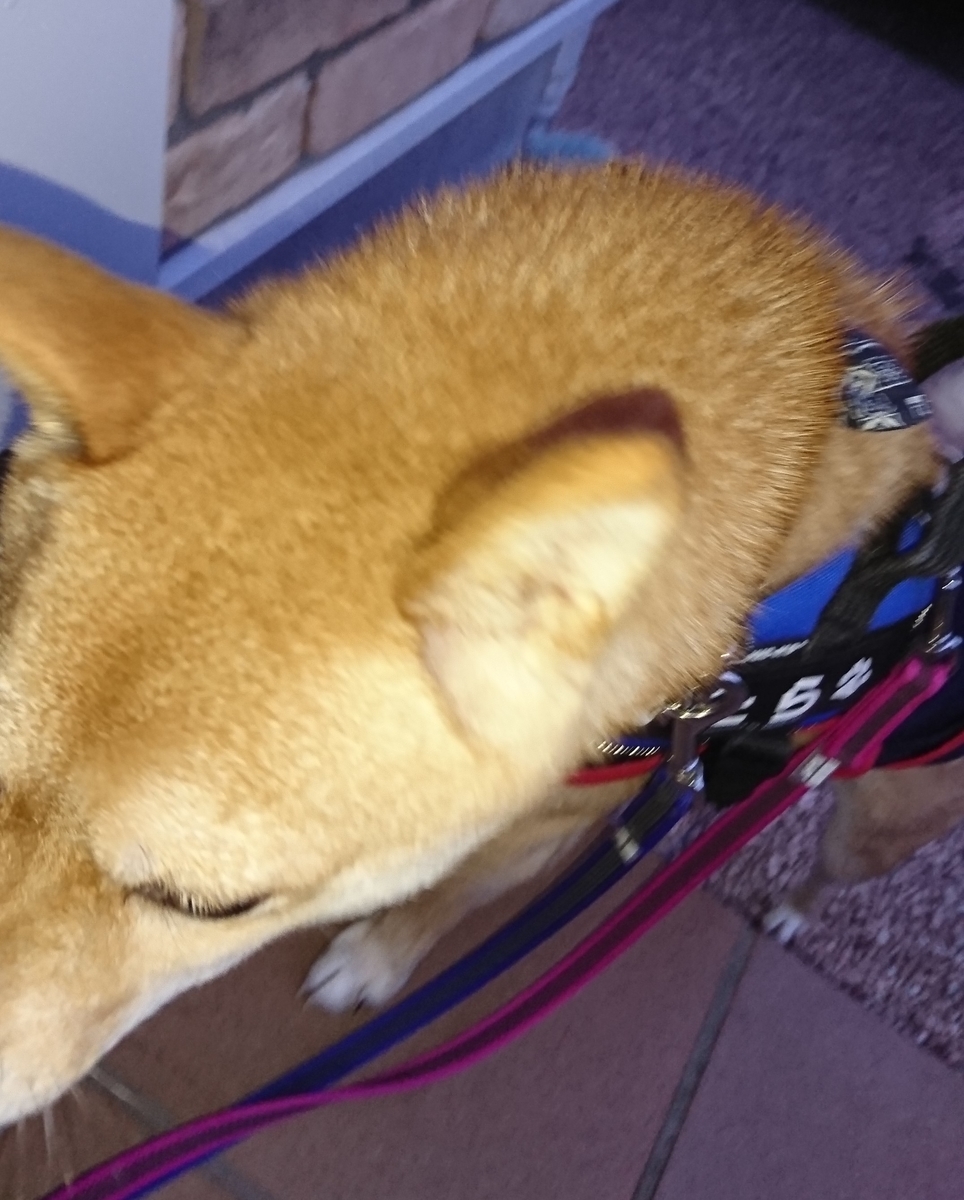 f:id:hanatara:20190803155736j:plain