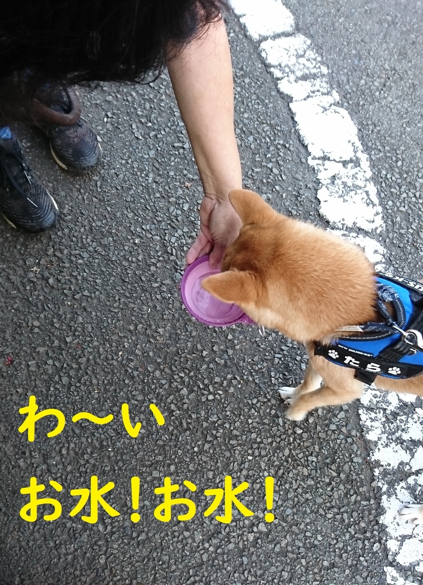 f:id:hanatara:20190804103941j:plain