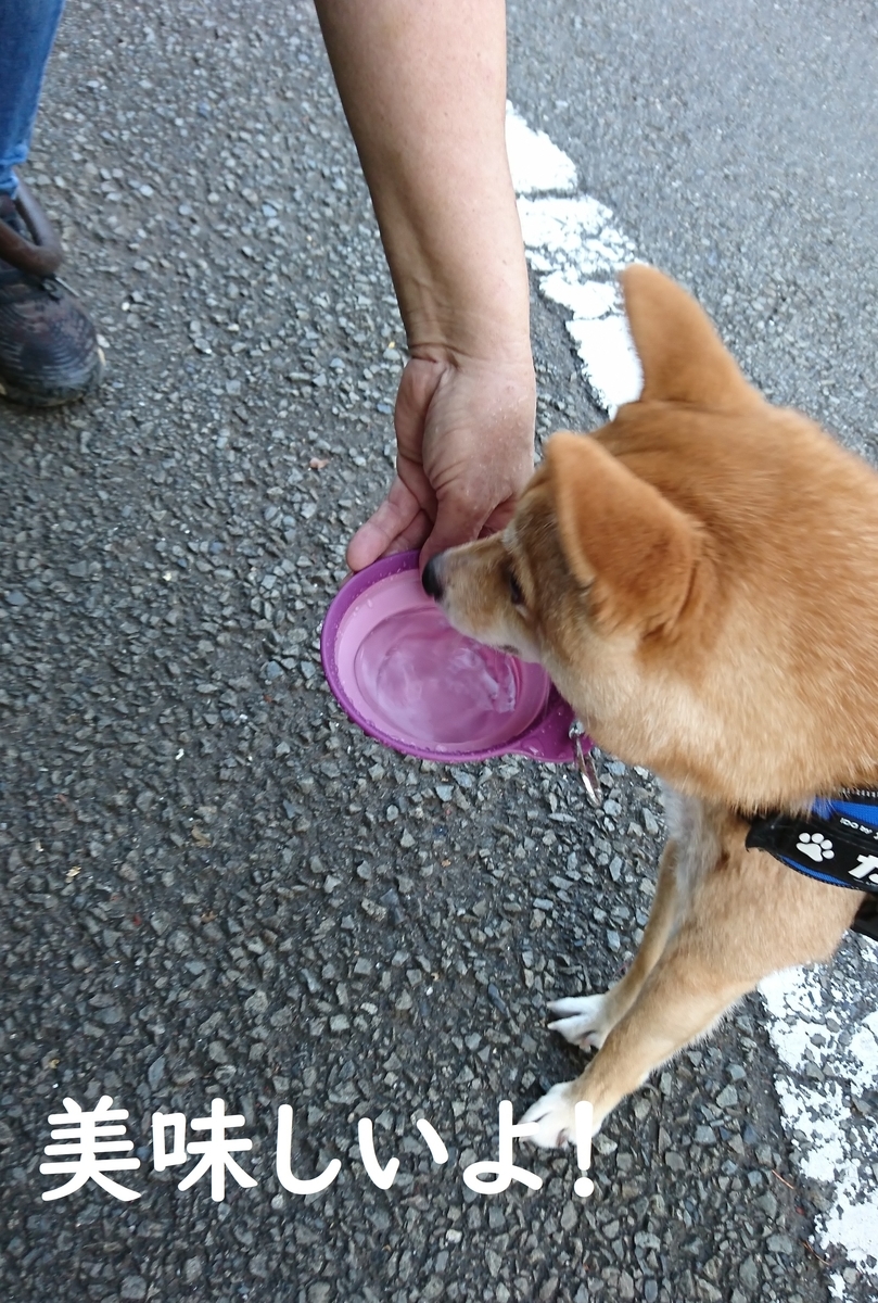 f:id:hanatara:20190804104038j:plain