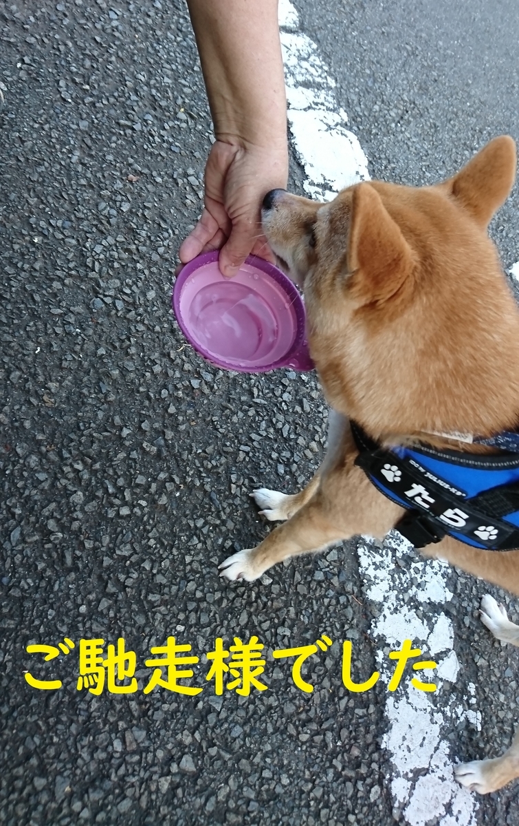 f:id:hanatara:20190804104134j:plain