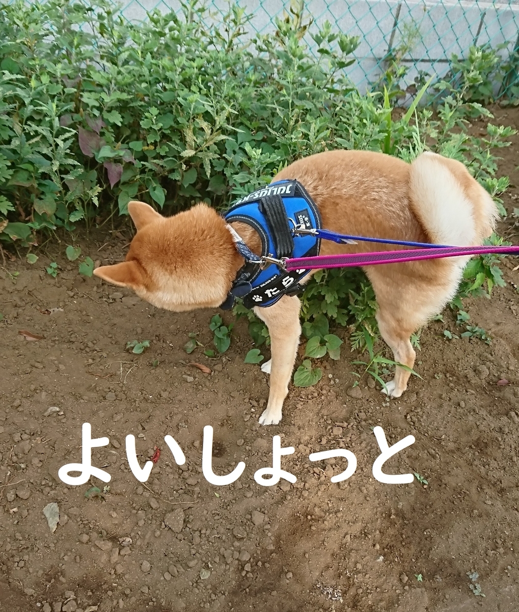 f:id:hanatara:20190804133109j:plain