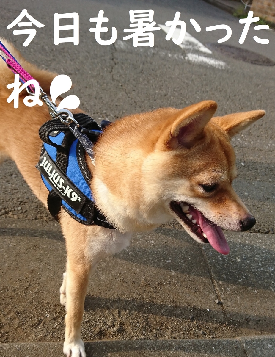f:id:hanatara:20190804133217j:plain
