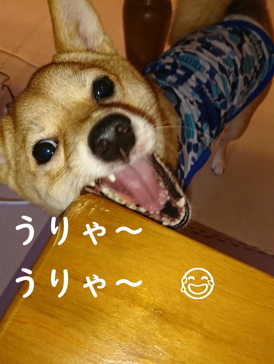 f:id:hanatara:20190810120843j:plain