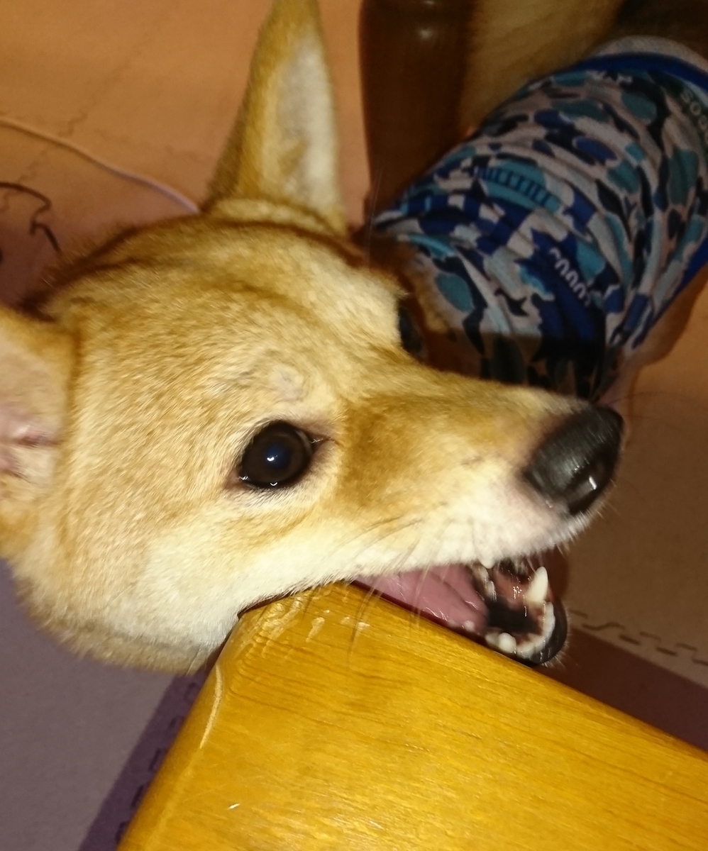 f:id:hanatara:20190810122400j:plain