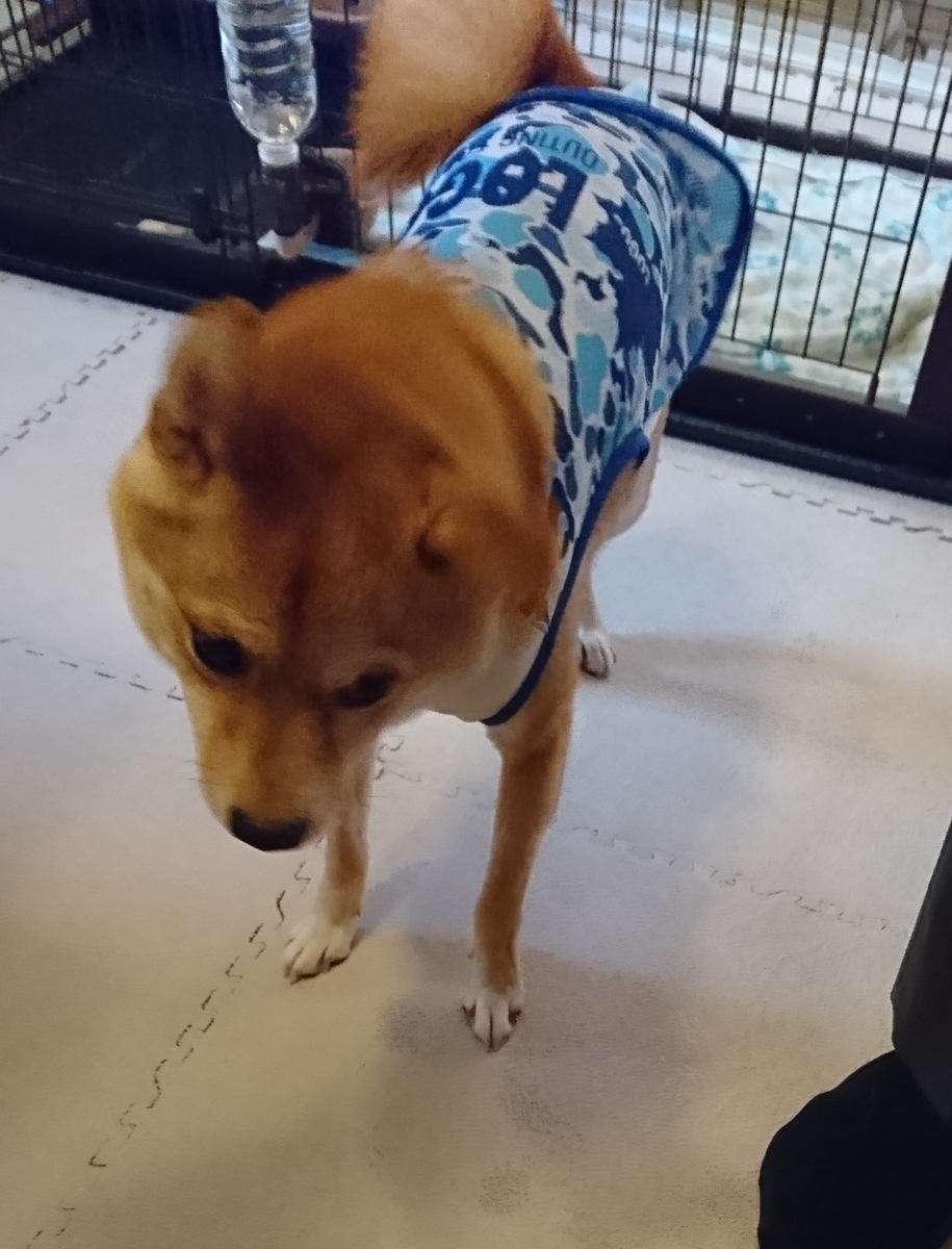 f:id:hanatara:20190810144758j:plain f:id:hanatara:20190810144758j:plain