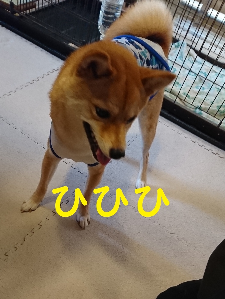 f:id:hanatara:20190810144911j:plain f:id:hanatara:20190810144911j:plain