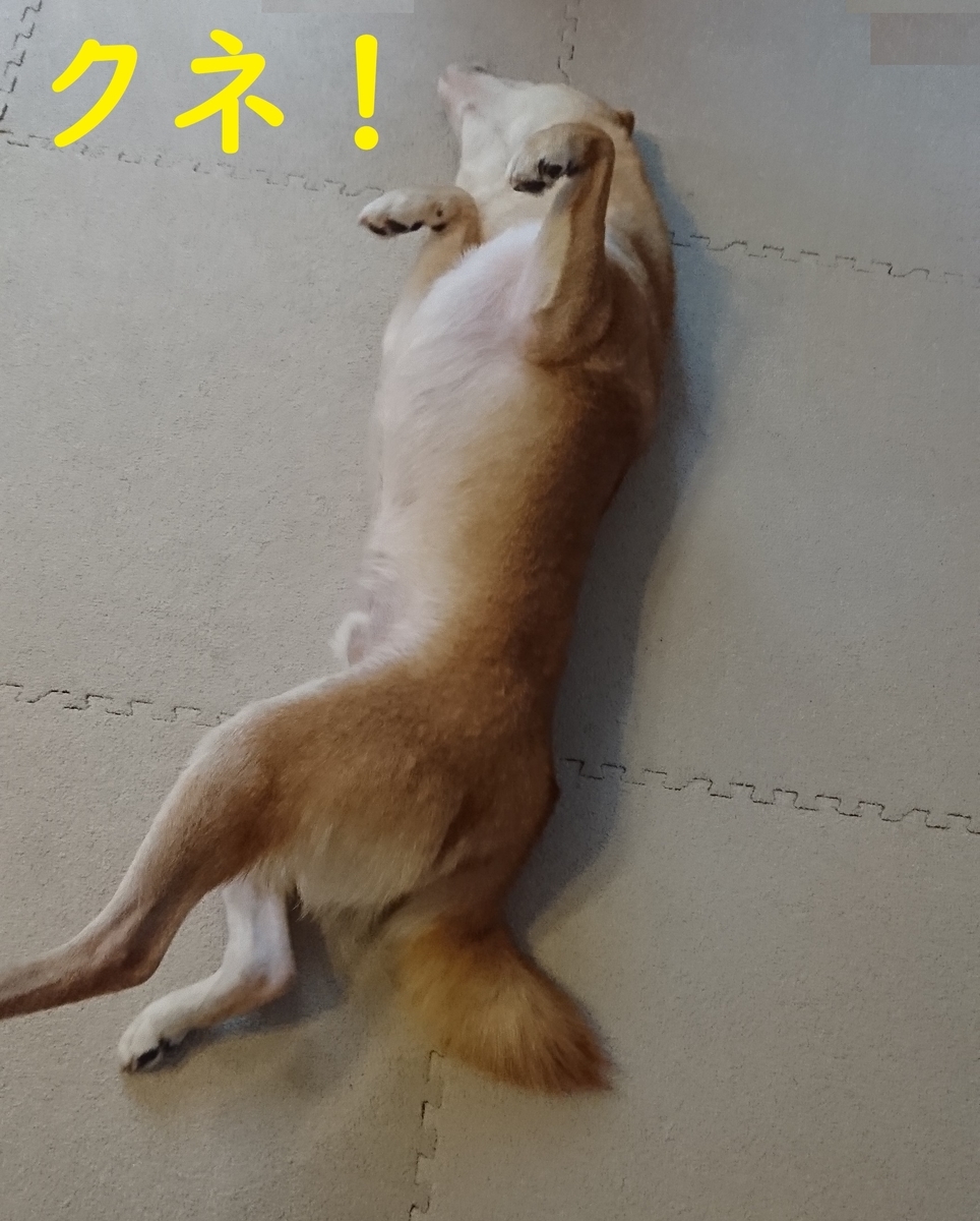 f:id:hanatara:20190812161144j:plain
