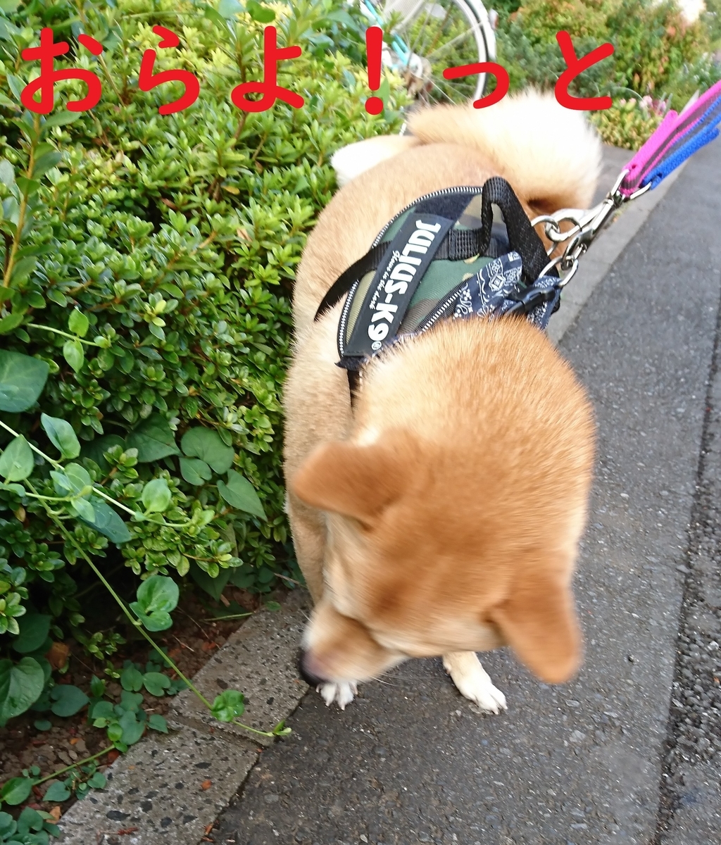 f:id:hanatara:20190812161505j:plain