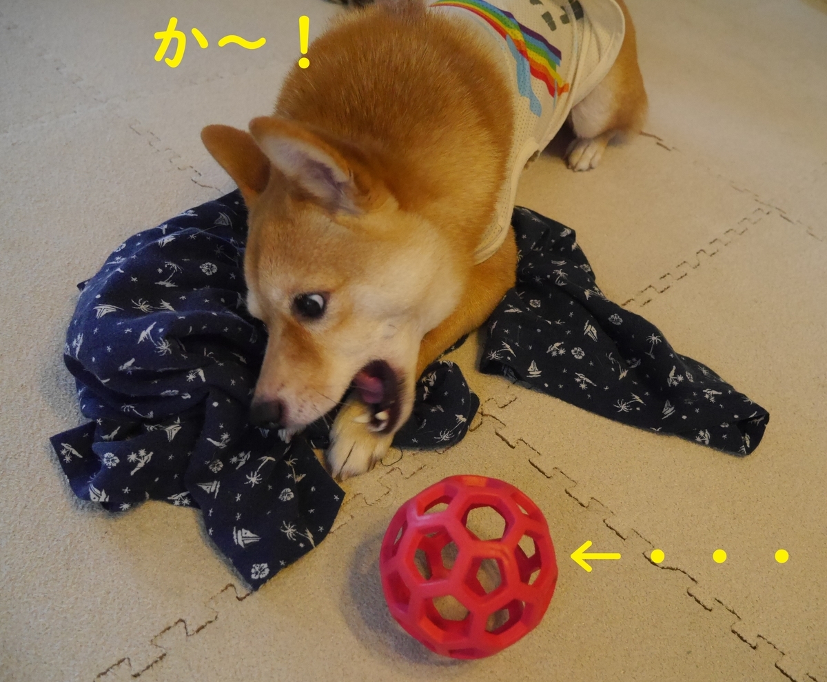 f:id:hanatara:20190818080558j:plain