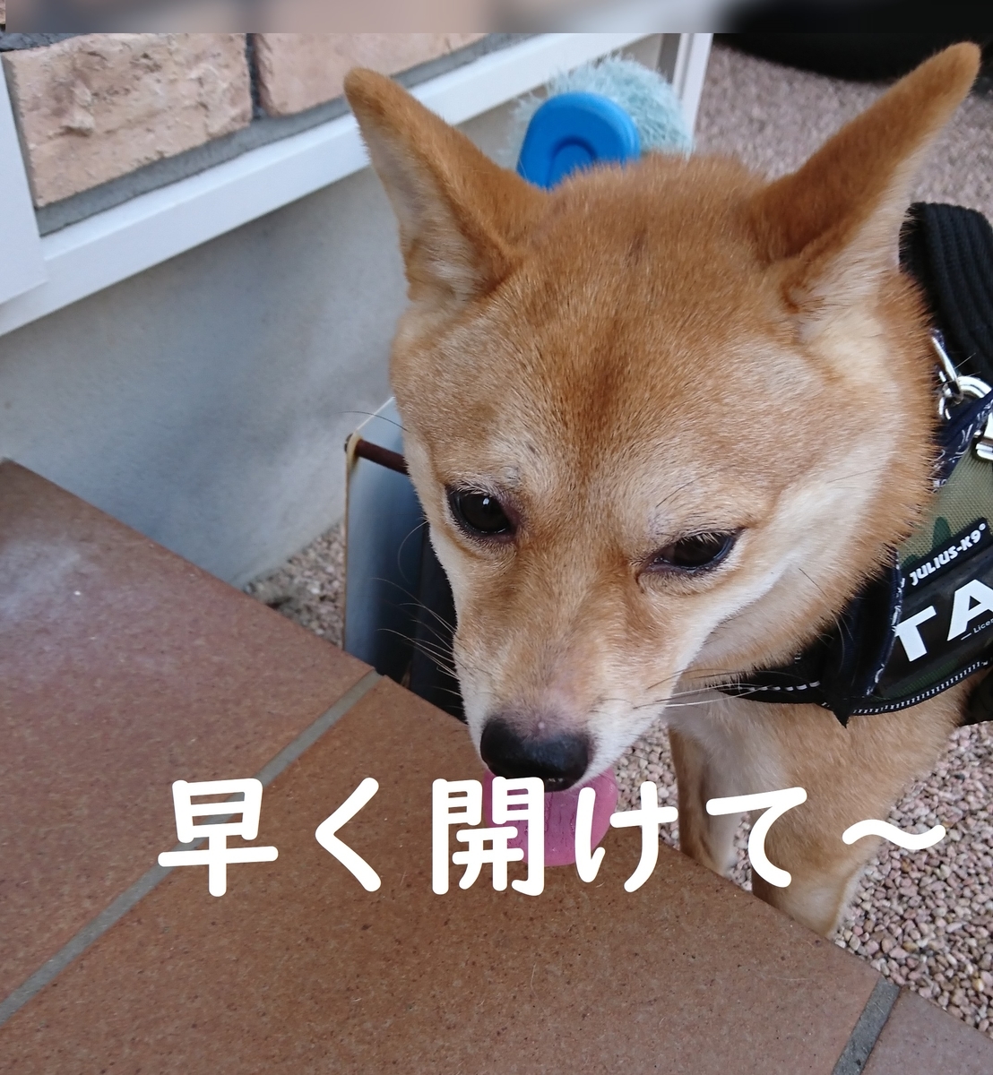 f:id:hanatara:20190825092030j:plain