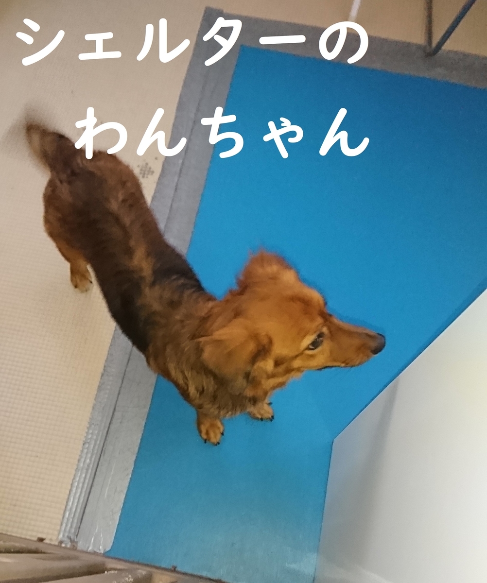 f:id:hanatara:20190825130958j:plain